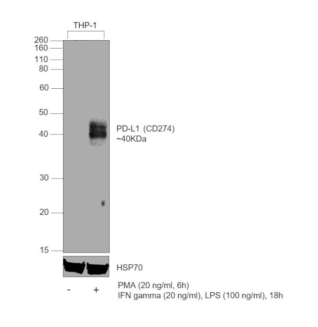 CD274 (PD-L1, B7-H1) Antibody