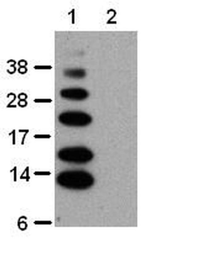 Ub-K63 Antibody in Western Blot (WB)