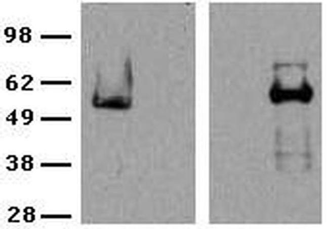 ROR gamma (t) Antibody in Western Blot (WB)