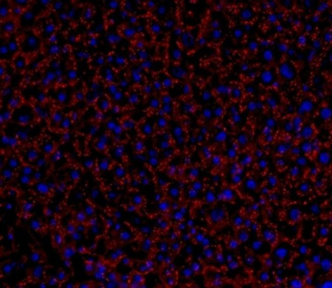Connexin 32 Antibody in Immunohistochemistry (Frozen) (IHC (F))