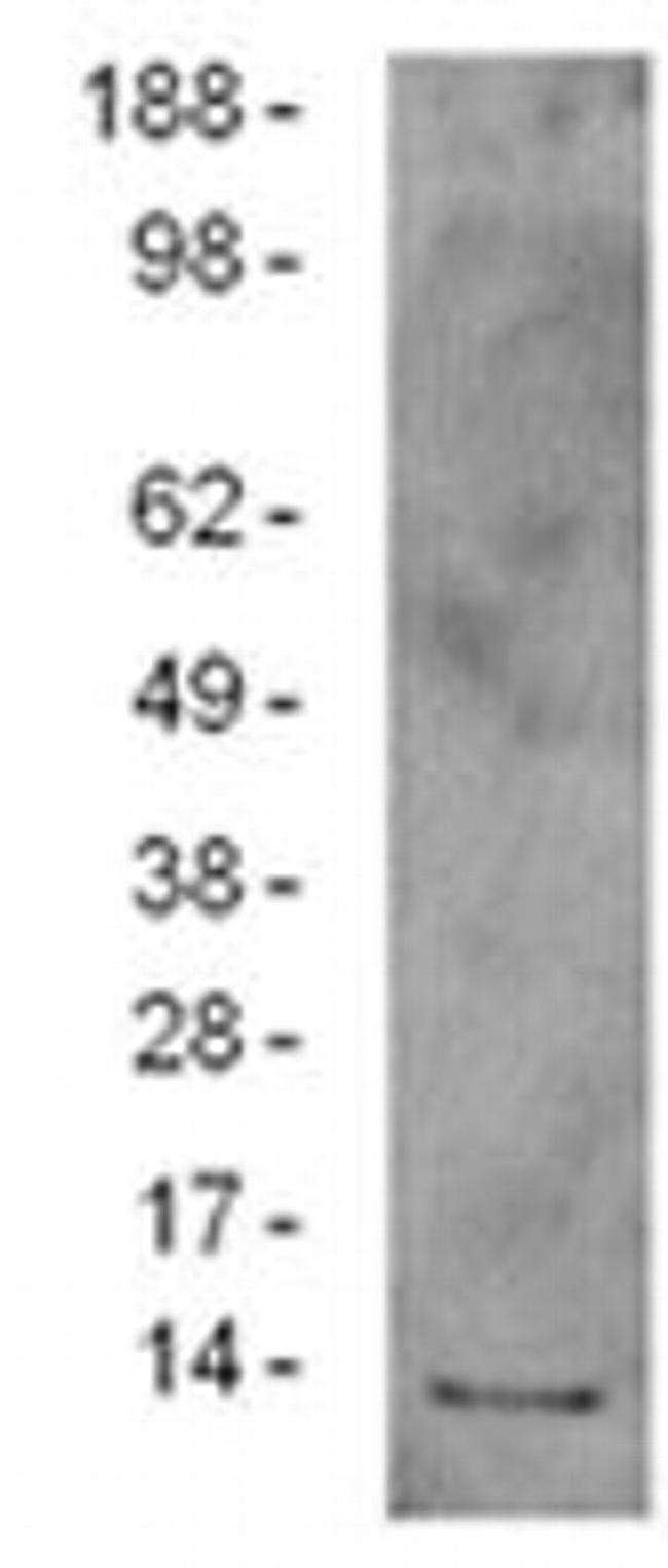 Grim-19 Antibody in Western Blot (WB)