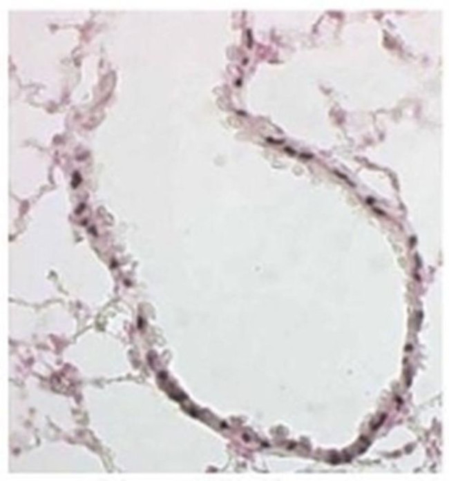 FOXJ1 Monoclonal Antibody (2A5) (14-9965-82)