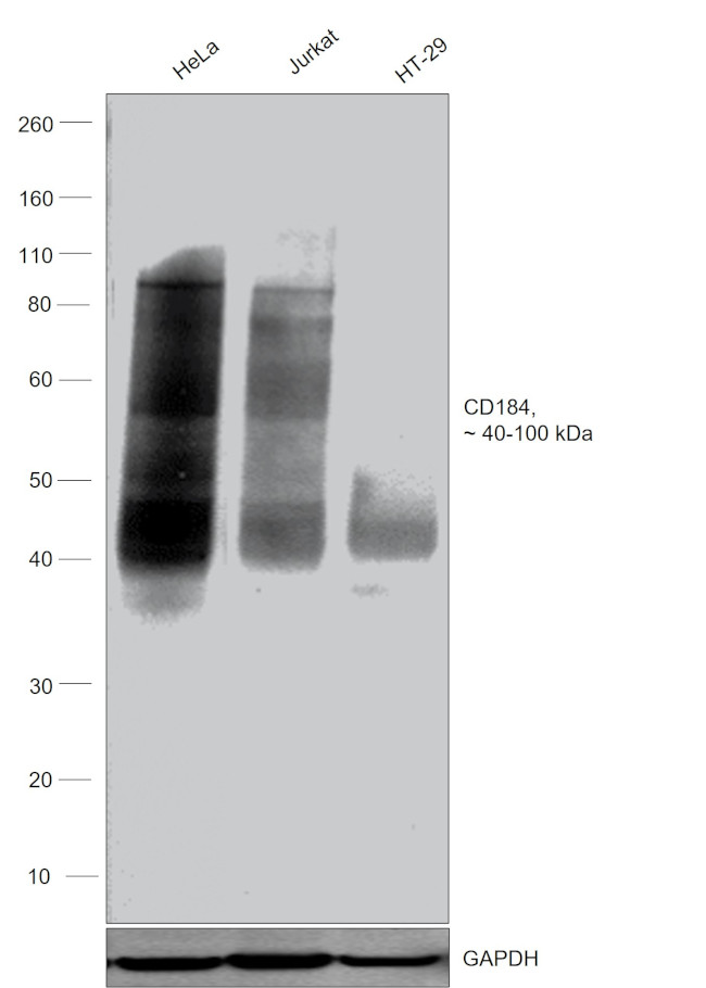 CD184 (CXCR4) Antibody in Western Blot (WB)