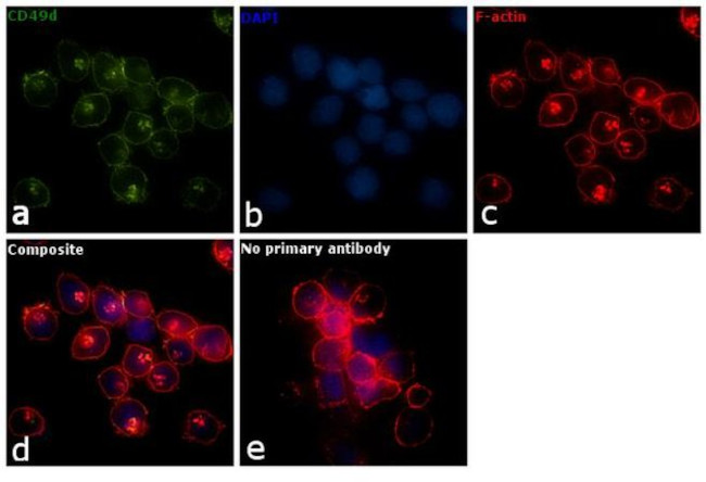 CD49d (Integrin alpha 4) Monoclonal Antibody (9F10) (14-0499-82) CD49d (Integrin alpha 4) Monoclonal Antibody (9F10) (14-0499-82)