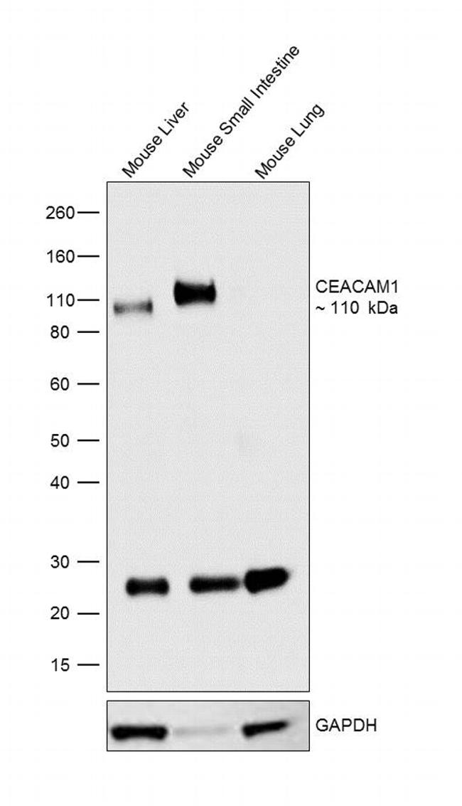 CD66a (CEACAM1) Antibody in Western Blot (WB)