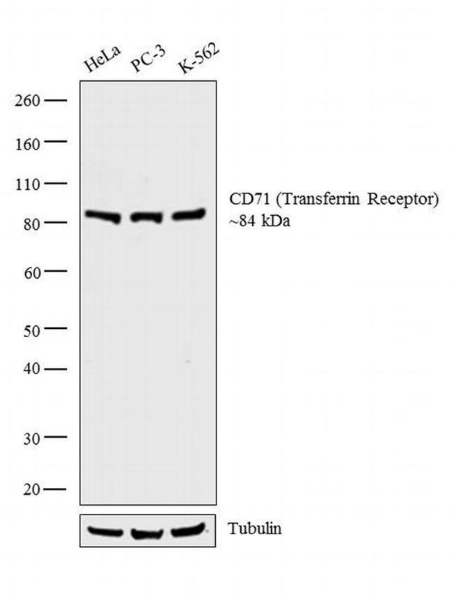 CD71 (Transferrin Receptor) Antibody in Western Blot (WB)
