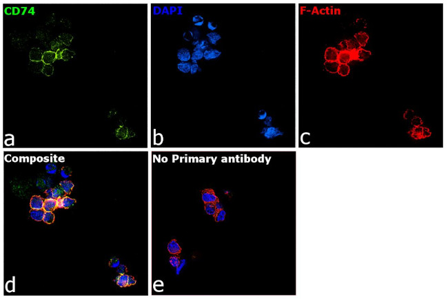 CD74 Antibody in Immunocytochemistry (ICC/IF)