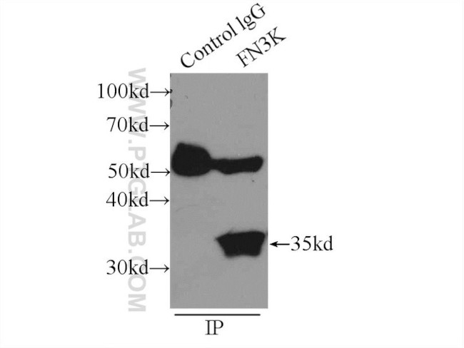 FN3K Antibody in Immunoprecipitation (IP)