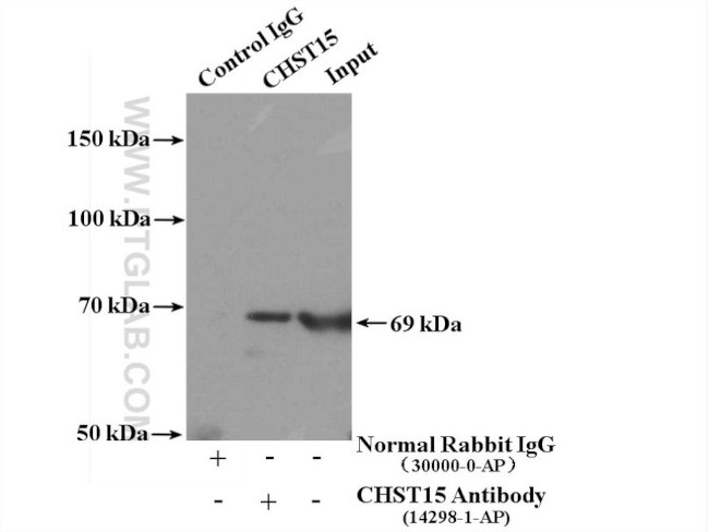 CHST15 Antibody in Immunoprecipitation (IP)