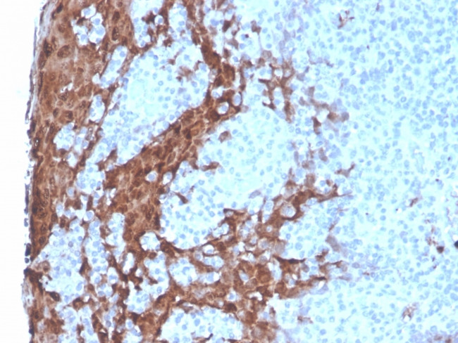 Granulocyte-Colony Stimulating Factor (G-CSF) Antibody in Immunohistochemistry (Paraffin) (IHC (P))