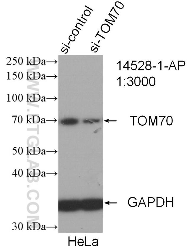 TOM70 Antibody in Western Blot (WB)