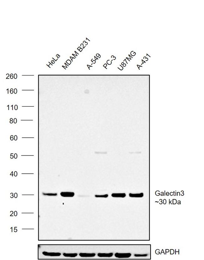 Galectin 3 Antibody in Western Blot (WB)