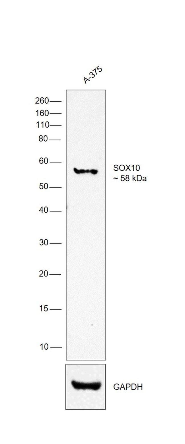SOX10 Antibody in Western Blot (WB)