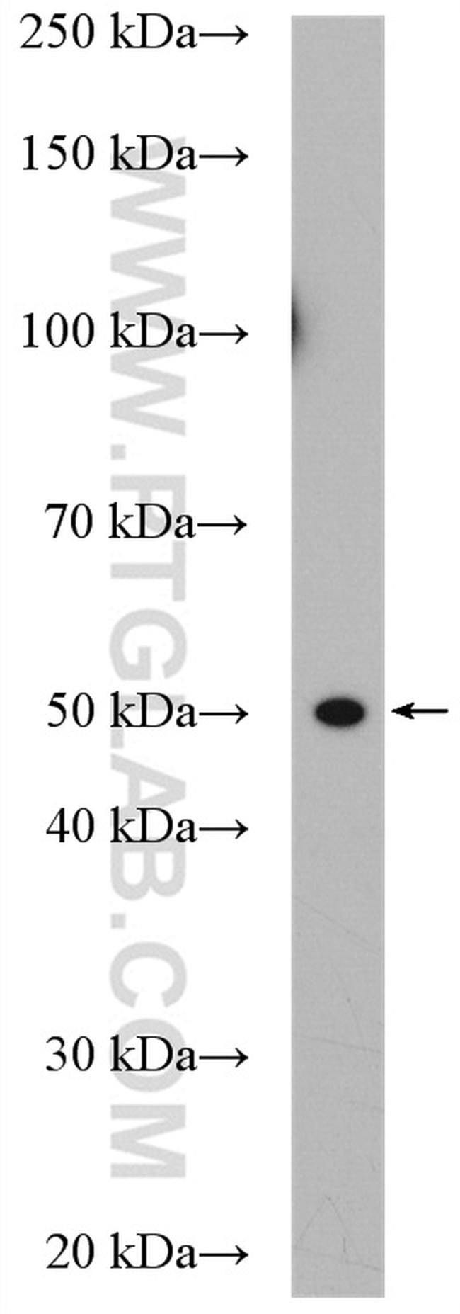 BRN2 Antibody in Western Blot (WB)