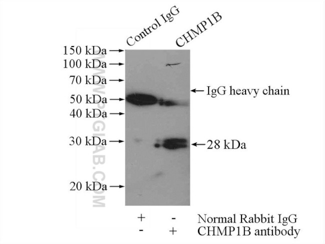 CHMP1B Antibody in Immunoprecipitation (IP)