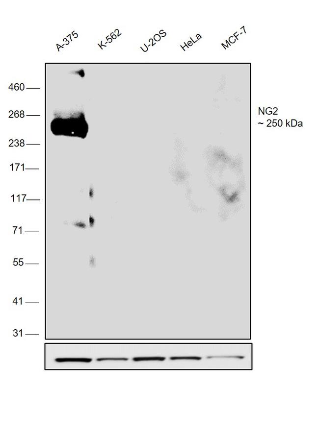 Neural/Glial Antigen 2 (NG2) Antibody in Western Blot (WB)