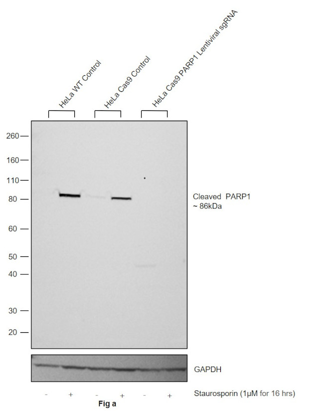 PARP1 (cleaved Asp214) Antibody