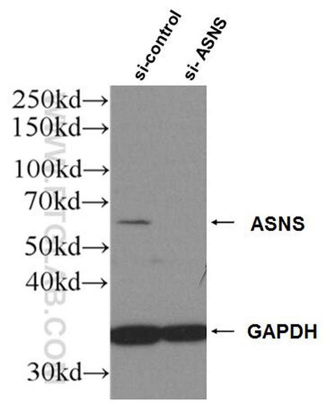 ASNS Antibody in Western Blot (WB)