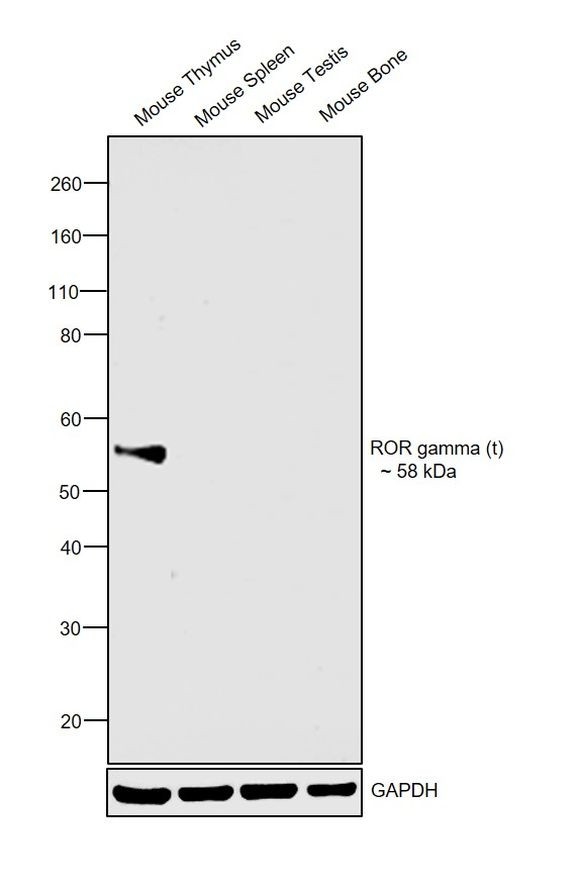 ROR gamma (t) Antibody
