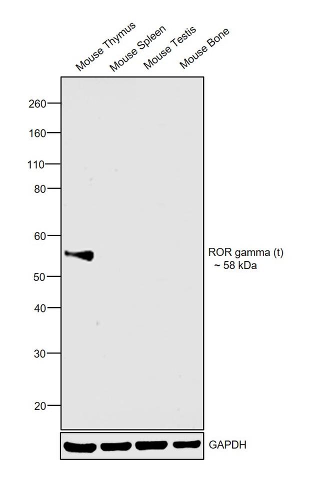 ROR gamma (t) Antibody in Western Blot (WB)