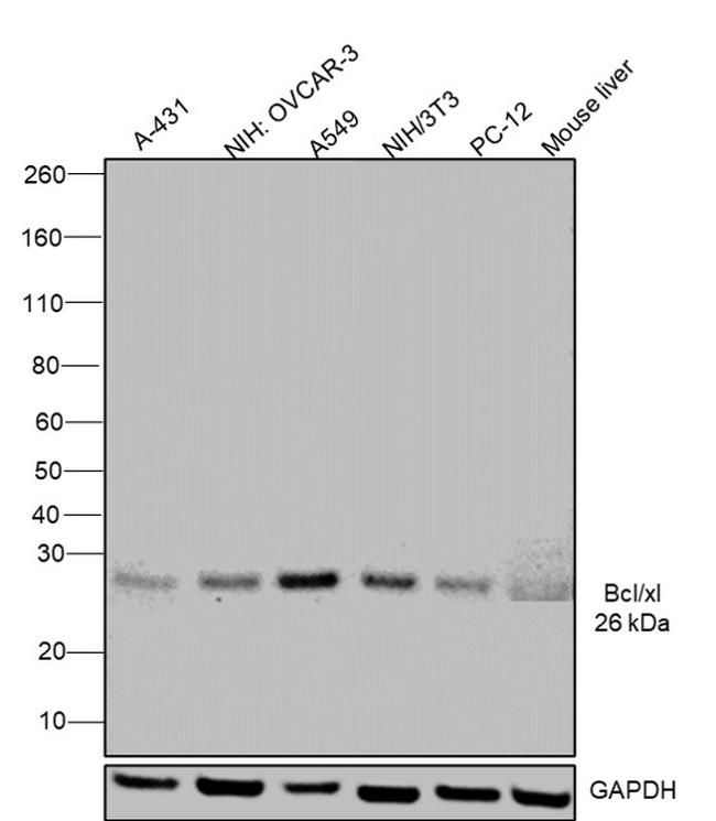Bcl-X Antibody in Western Blot (WB)