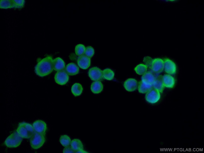 UCHL1/PGP9.5 Antibody in Immunocytochemistry (ICC/IF)