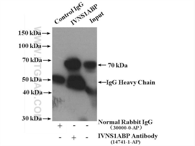 IVNS1ABP Antibody in Immunoprecipitation (IP)