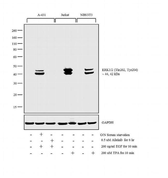 Phospho-ERK1/2 (Thr202, Tyr204) Antibody