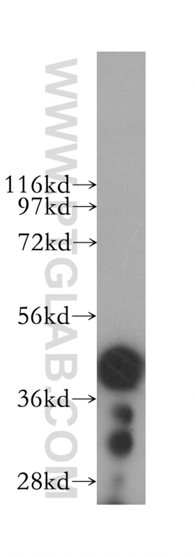 POFUT1 Antibody in Western Blot (WB)