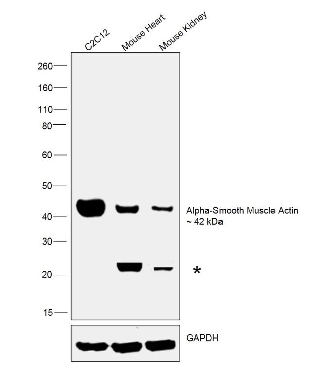 Alpha-Smooth Muscle Actin Antibody in Western Blot (WB)