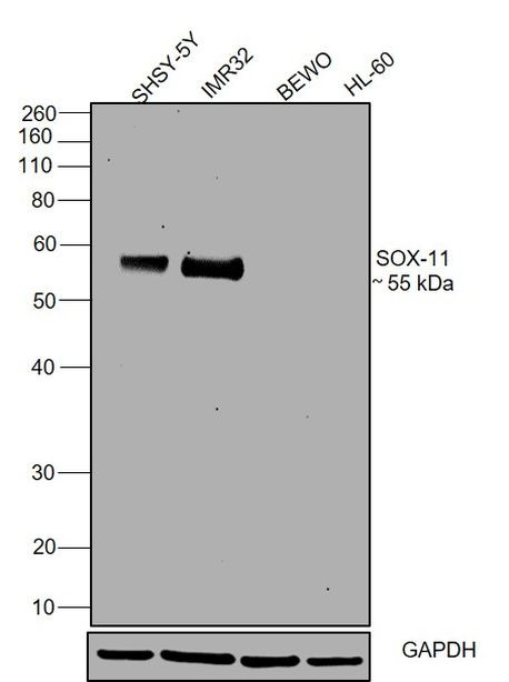 SOX11 Antibody
