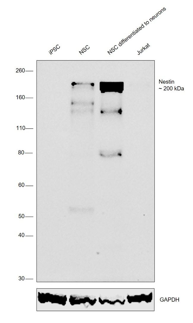 Nestin Antibody in Western Blot (WB)