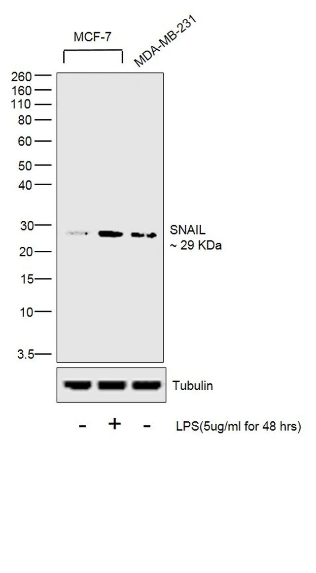 Snail1 Antibody