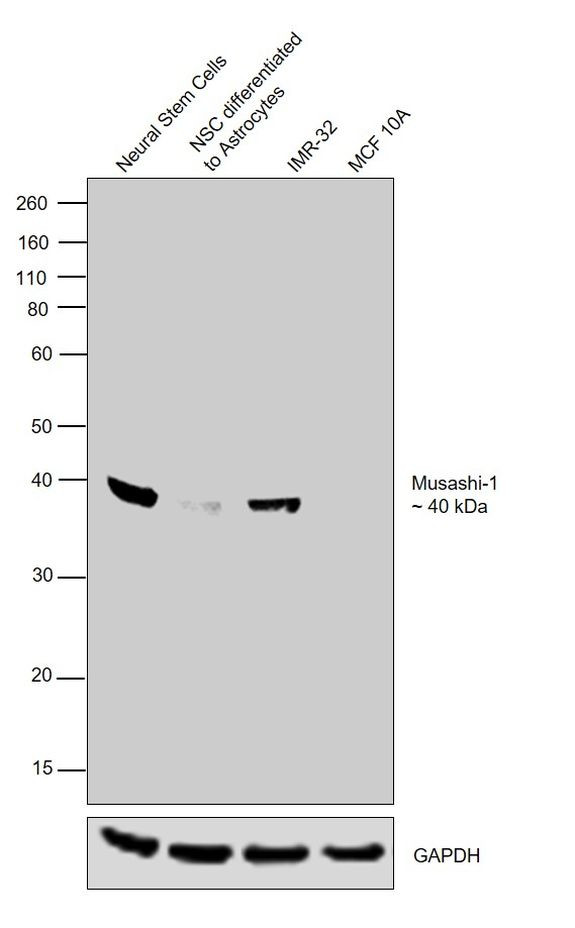Musashi-1 Antibody