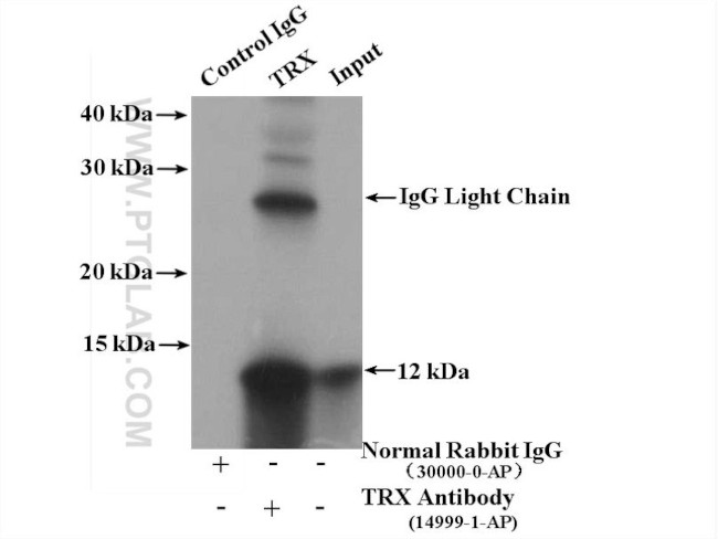 Thioredoxin Antibody in Immunoprecipitation (IP)