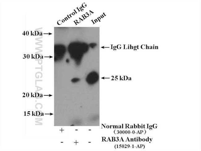 RAB3A Antibody in Immunoprecipitation (IP)