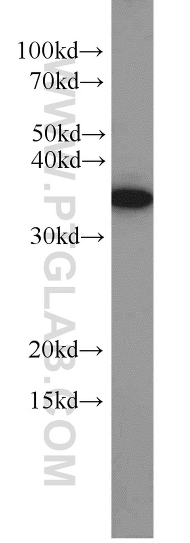 TRNAU1AP/SECP43 Antibody in Western Blot (WB)