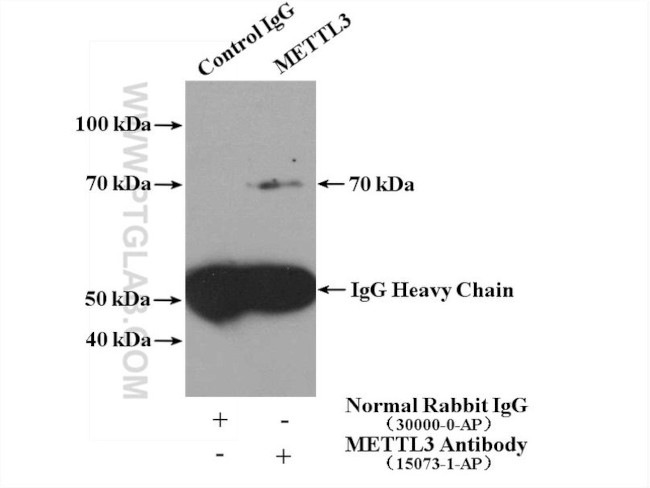 METTL3 Antibody in Immunoprecipitation (IP)