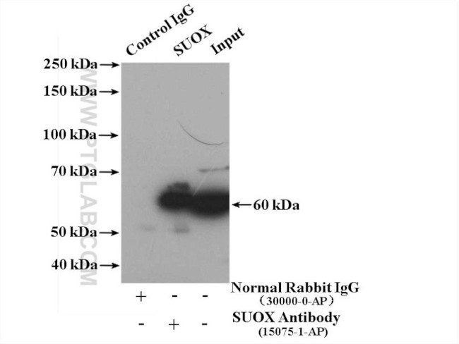 SUOX Antibody in Immunoprecipitation (IP)