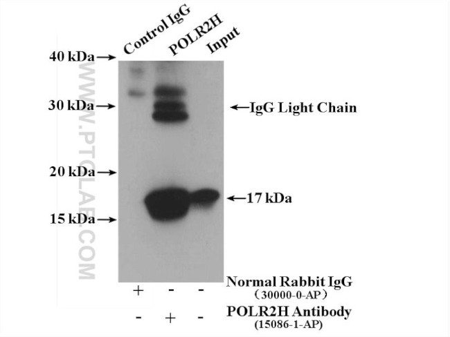 POLR2H Antibody in Immunoprecipitation (IP)