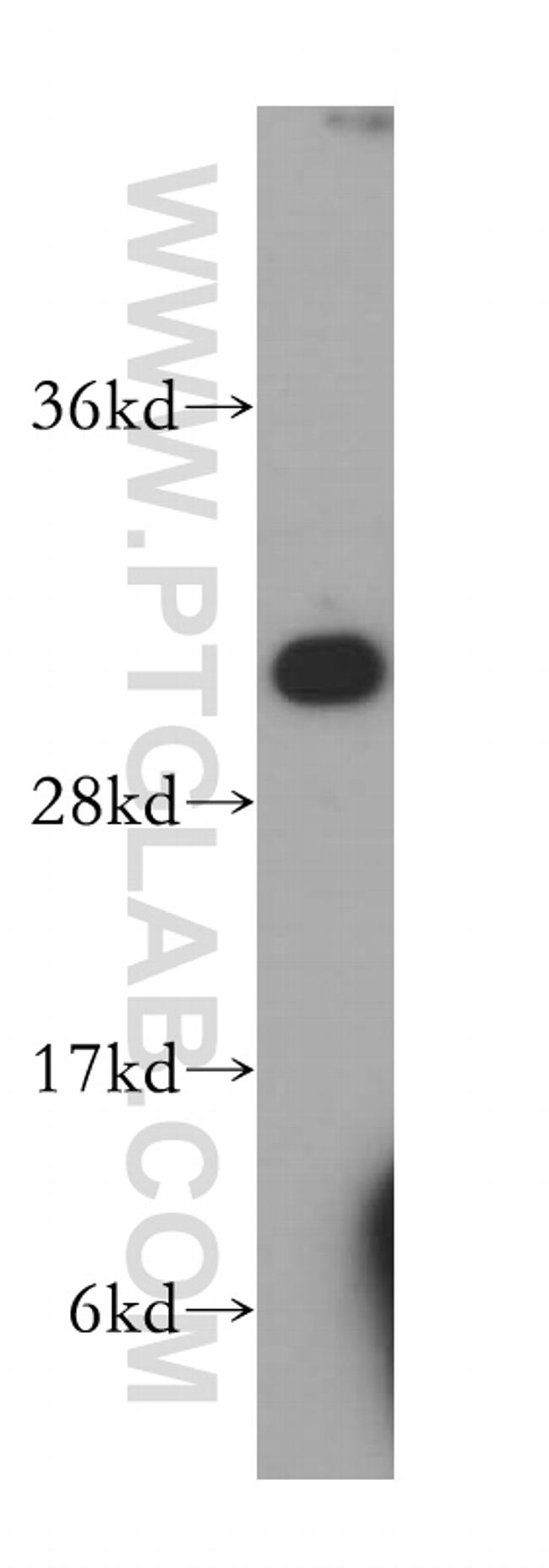 NNMT Antibody in Western Blot (WB)