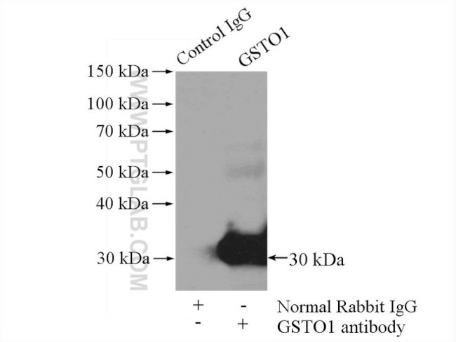 GSTO1 Antibody in Immunoprecipitation (IP)