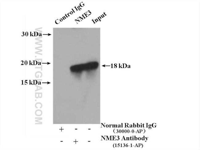NME3 Antibody in Immunoprecipitation (IP)
