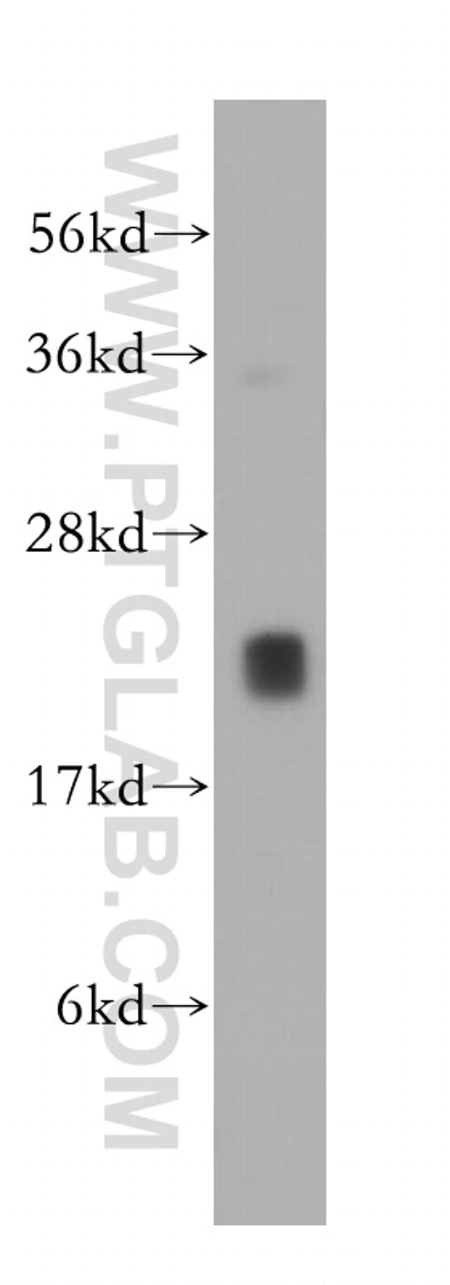 GLO1 Antibody in Western Blot (WB)