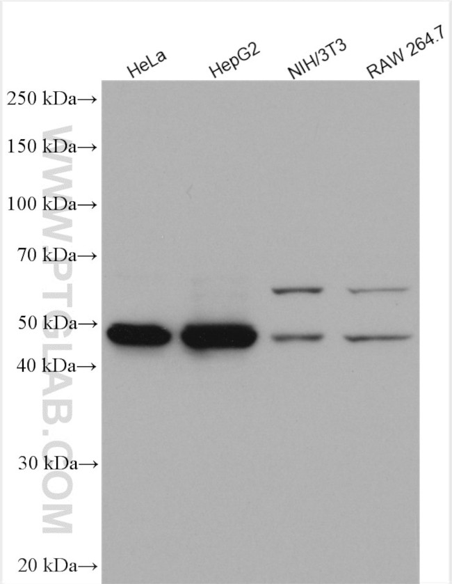Adenylosuccinate lyase Antibody in Western Blot (WB)