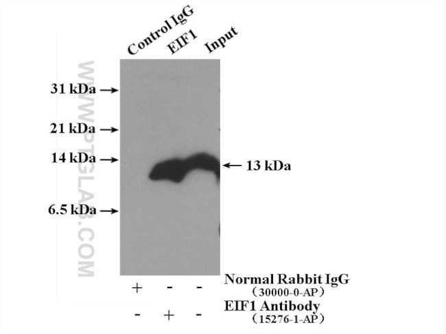 EIF1 Antibody in Immunoprecipitation (IP)