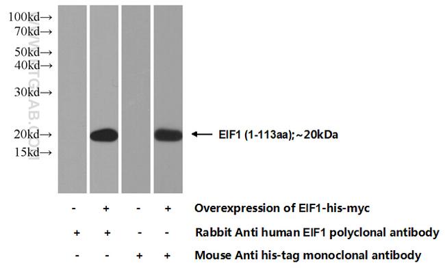 EIF1 Antibody in Western Blot (WB)