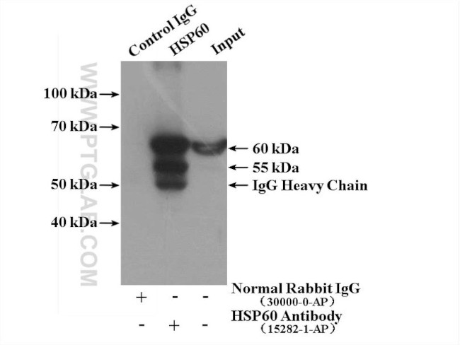 HSP60 Antibody in Immunoprecipitation (IP)
