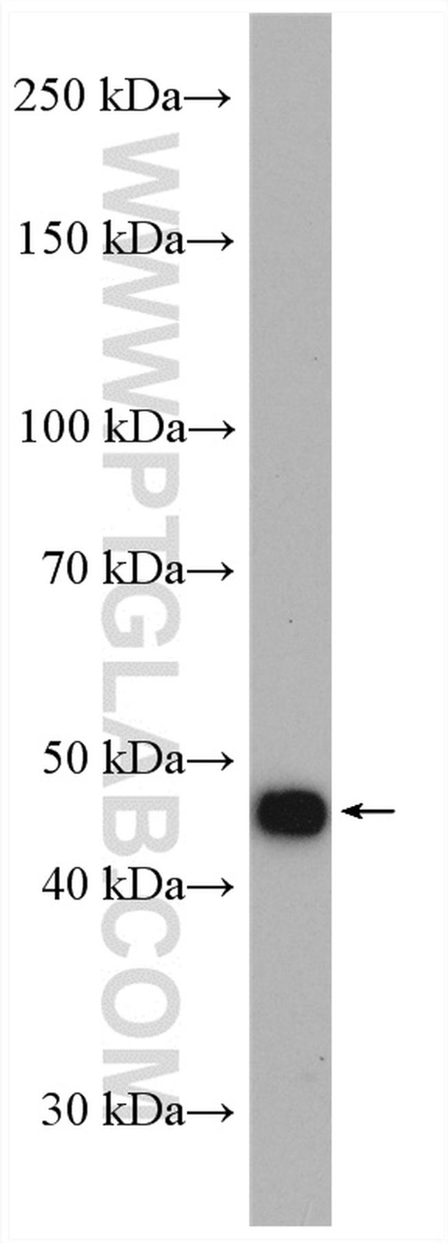 POLR3D Antibody in Western Blot (WB)