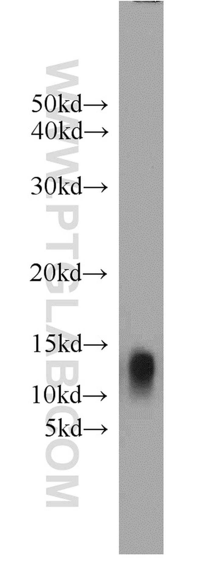 YPEL3 Antibody in Western Blot (WB)